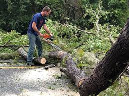 Best Stump Grinding and Removal  in Ardmore, OK